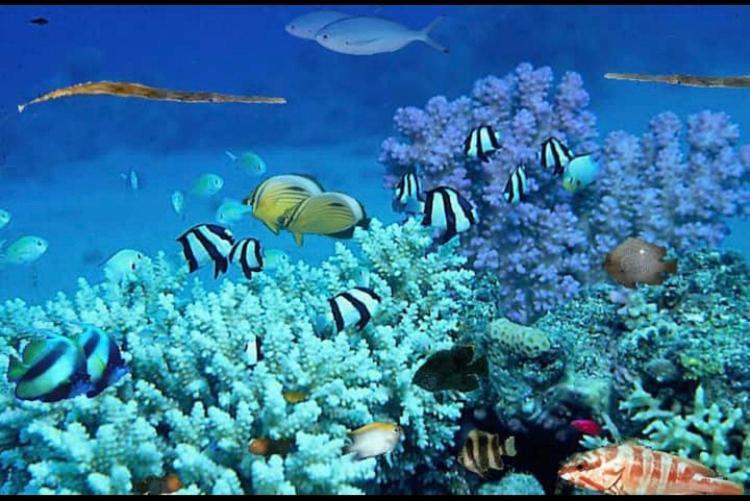 Bright And Cozy * Eilat